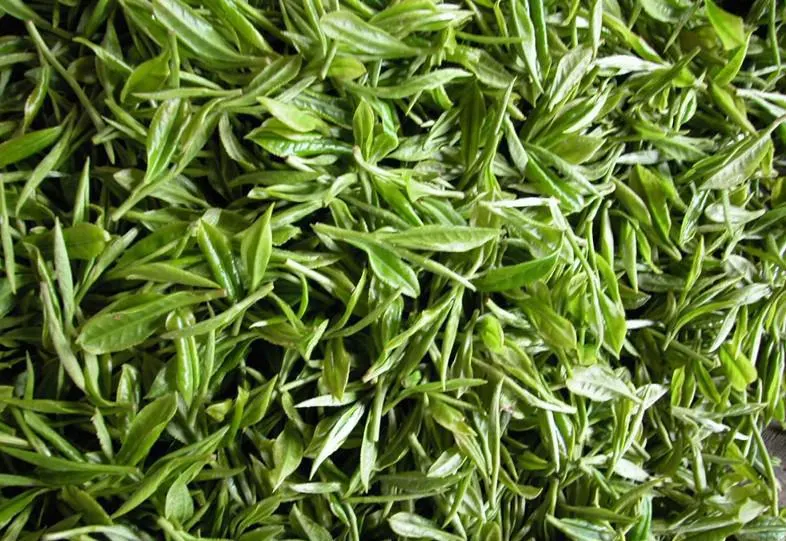 Best Quality Green Tea Extract 10%-98% Tea Polyphenols Good Price